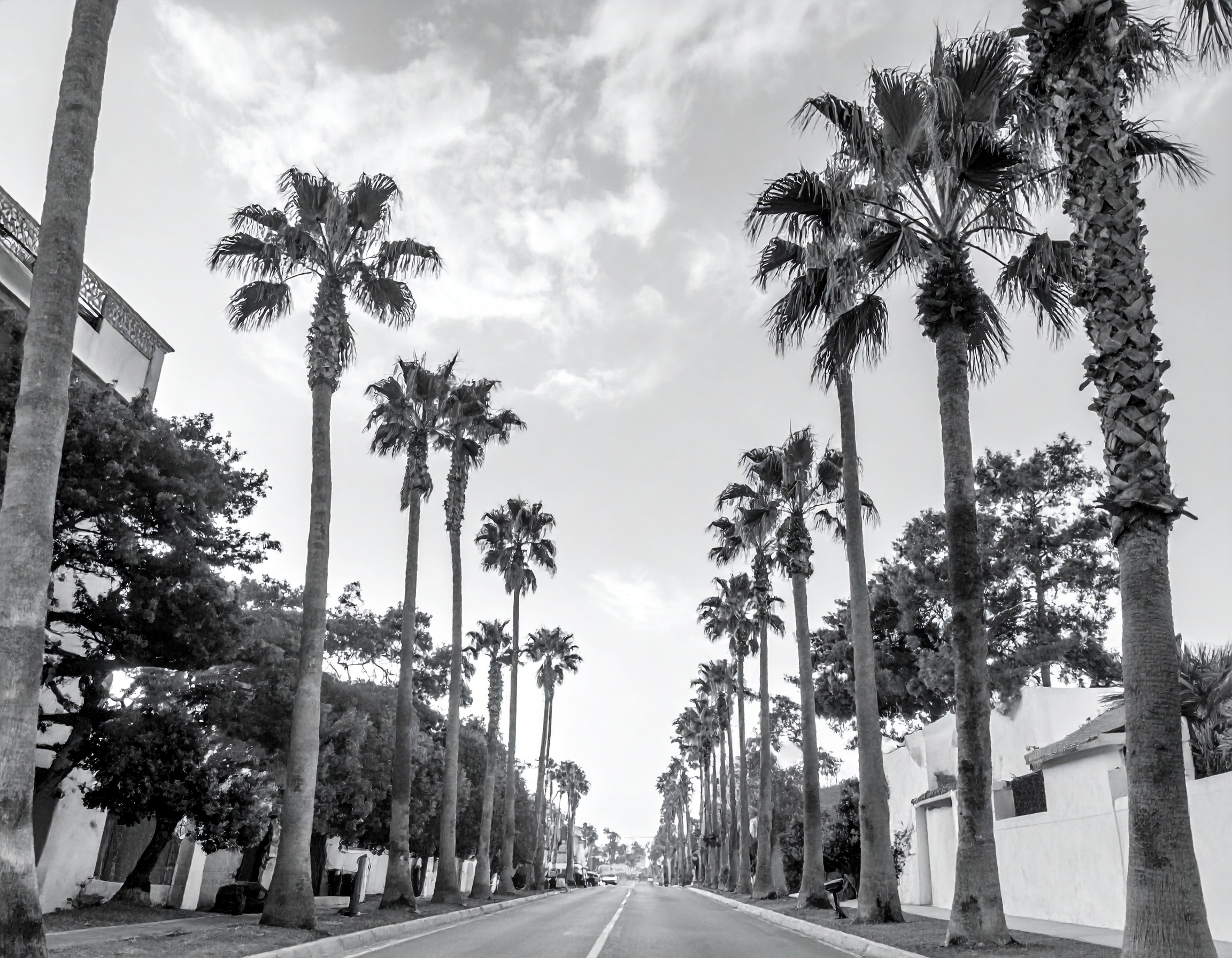 Palm trees and street scene